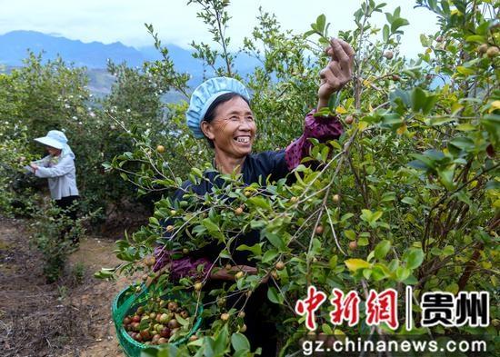 贵州罗甸：油茶丰收，绿水青山就是金山银山  第2张