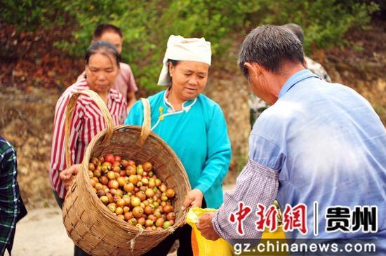 贵州罗甸：油茶丰收，绿水青山就是金山银山  第3张