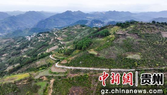 贵州罗甸：油茶丰收，绿水青山就是金山银山  第4张