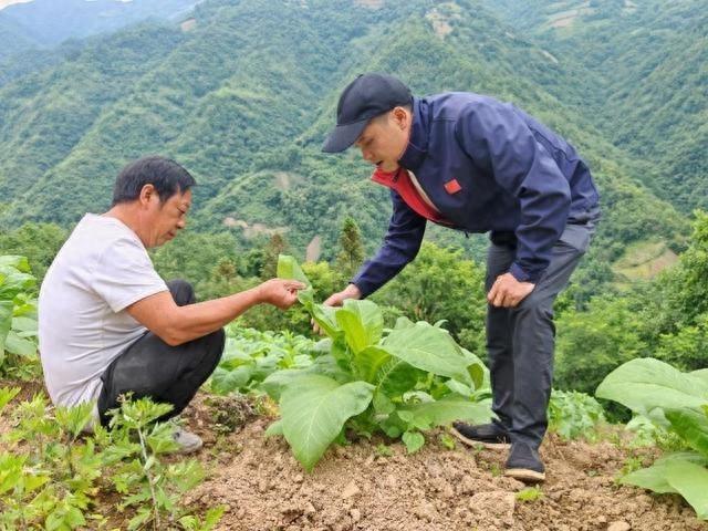 桃源烟叶站：隐匿于山林的基层站点，见证产业振兴新画卷