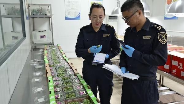 法国软枣猕猴桃首次亮相进博会，你尝过吗？  第2张