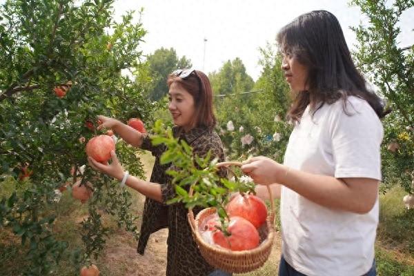太震撼！西安这个地方的石榴竟获全国金奖，背后原因令人惊叹  第1张