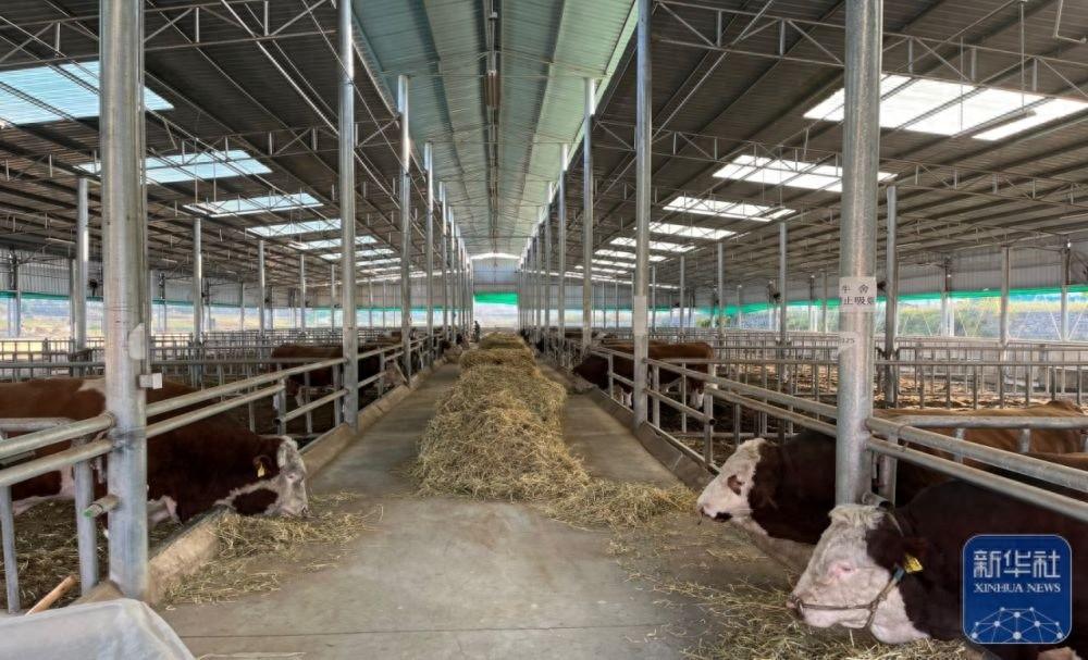 贵州肉牛产业如何打破卡脖子难题？省农科院畜牧兽医研究所给出答案