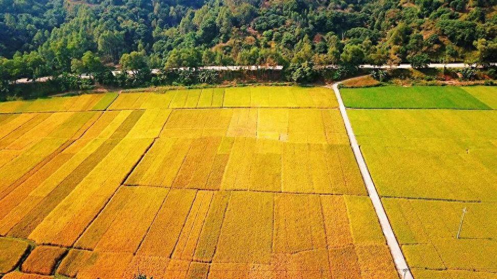 云浮高标准农田建设成效显著，85.84 万亩稻田迎丰收，农民喜笑颜开  第1张