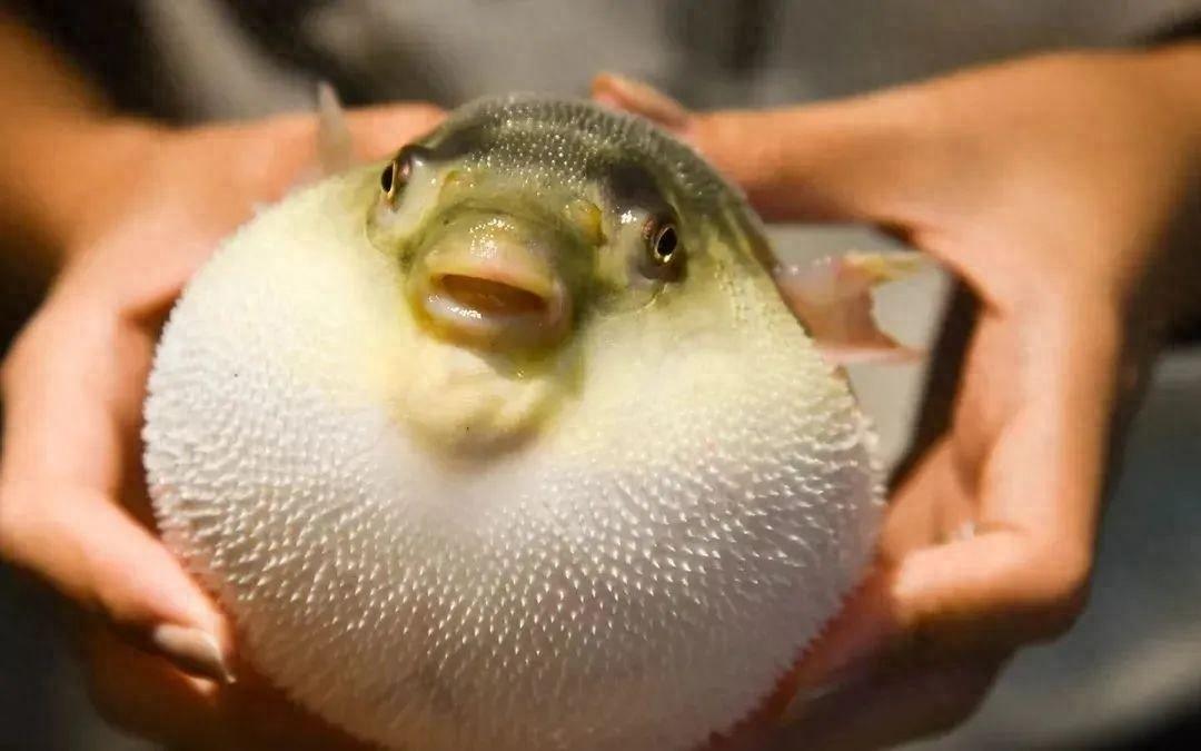 河豚毒素到底有多恐怖?0.5 毫克足以致命,比氰化钠还毒 100 倍 第1张 河豚毒素到底有多恐怖?0.5 毫克足以致命,比氰化钠还毒 100 倍 第1张