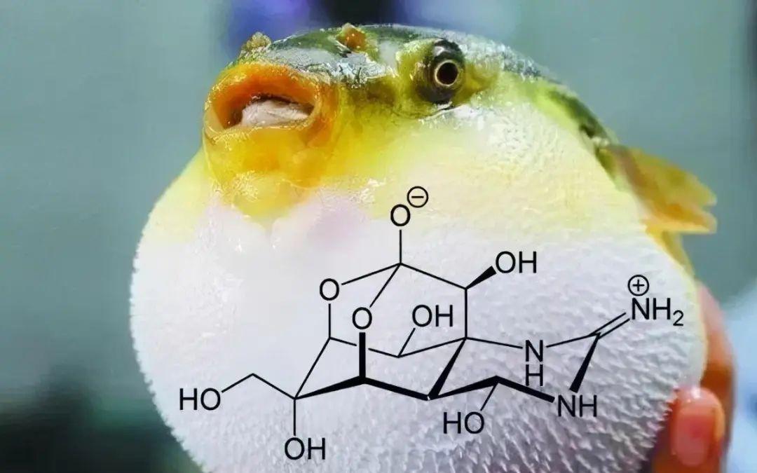 河豚毒素到底有多恐怖?0.5 毫克足以致命,比氰化钠还毒 100 倍 第2张 河豚毒素到底有多恐怖?0.5 毫克足以致命,比氰化钠还毒 100 倍 第2张