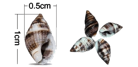 河豚毒素到底有多恐怖?0.5 毫克足以致命,比氰化钠还毒 100 倍 第4张 河豚毒素到底有多恐怖?0.5 毫克足以致命,比氰化钠还毒 100 倍 第4张