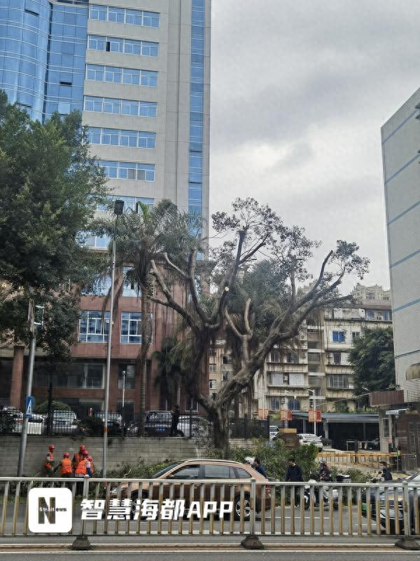 福州12条主干道行道树将迎抗风大修剪，时间地点全揭秘  第1张