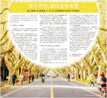落叶不扫计划再升级！46条路段即将开启浪漫模式，榉树落叶成新宠