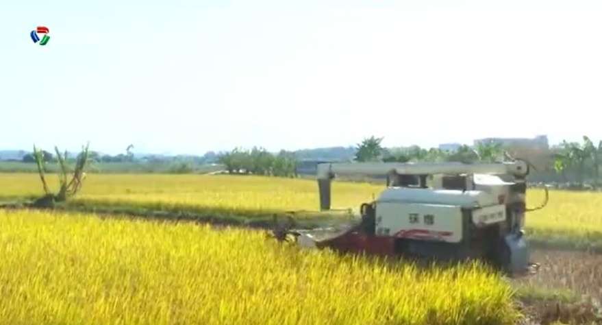 鹤山田长制：守护11.17万亩耕地，筑牢粮食安全第一防线  第2张