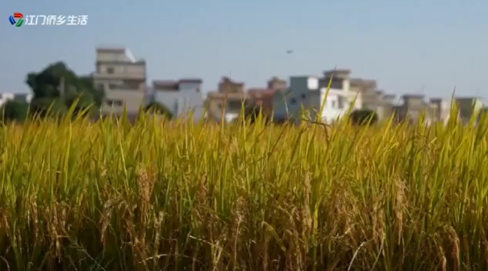 鹤山田长制：守护11.17万亩耕地，筑牢粮食安全第一防线  第3张