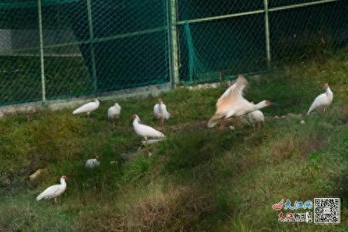 15米高野化训练笼迎来新居民，朱鹮家族在江西龙虎山温暖过冬