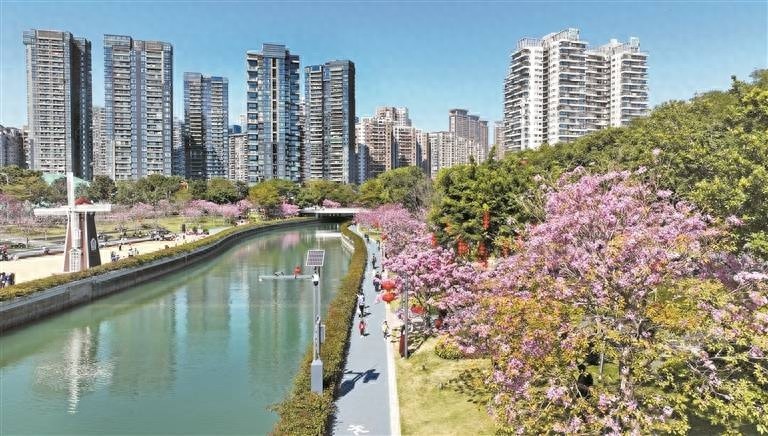 南山中心河项目荣获国际风景园林大奖，紫花风铃木颜值爆表，市民游客流连忘返