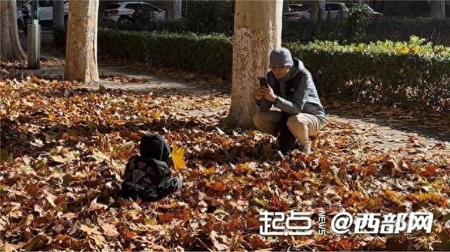 西安交大金色梧桐节来袭！沉浸式打卡仙交限定美景，梧桐落叶铺满彭康路  第1张