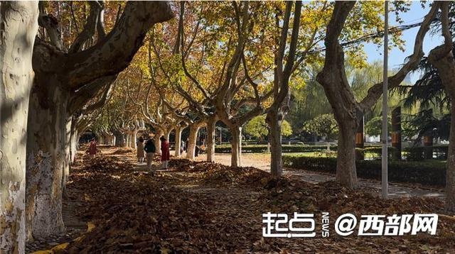 西安交大金色梧桐节来袭！沉浸式打卡仙交限定美景，梧桐落叶铺满彭康路  第2张