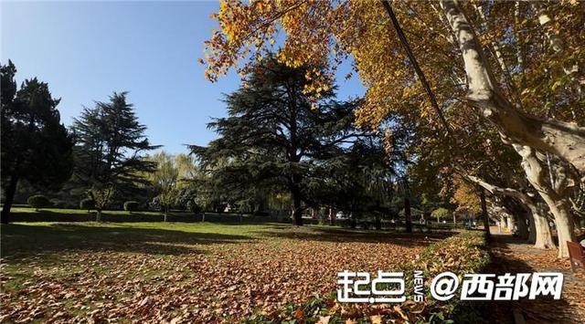 西安交大金色梧桐节来袭！沉浸式打卡仙交限定美景，梧桐落叶铺满彭康路  第3张