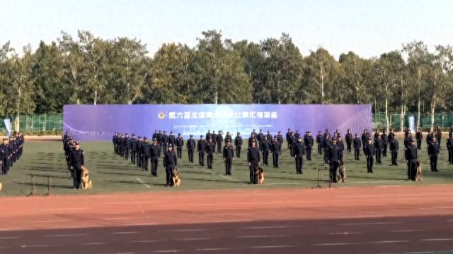 8岁警犬号子：从警界汪汪队到全国冠军，它的鼻子有多灵？