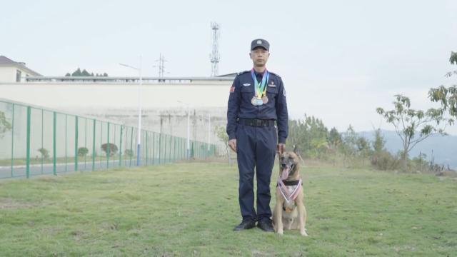 8岁警犬号子：从警界汪汪队到全国冠军，它的鼻子有多灵？  第3张