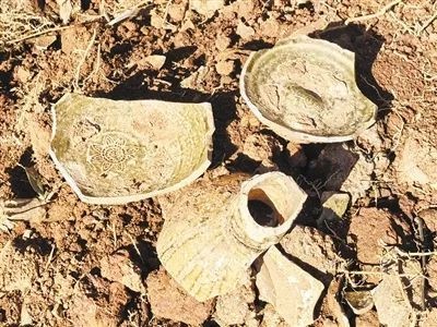 李渡酒庄惊现唐代洪州窑遗址，千年文物重见天日，网友热议：李渡为何总能挖到宝？  第2张