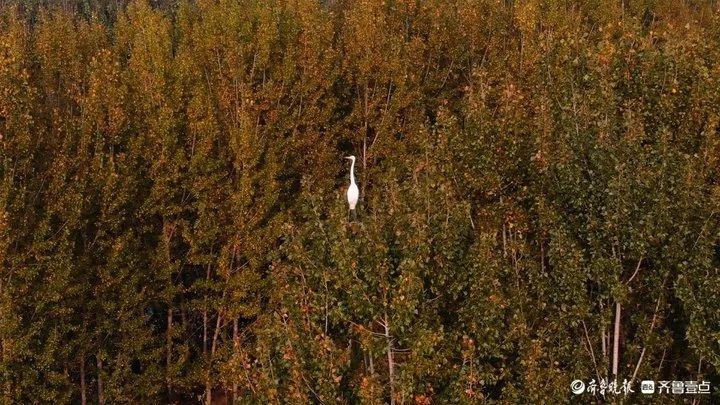 20年治污奇迹！南四湖水质100%优良，微山湖大闸蟹丰收，湖区乡村振兴蓝图成真  第11张