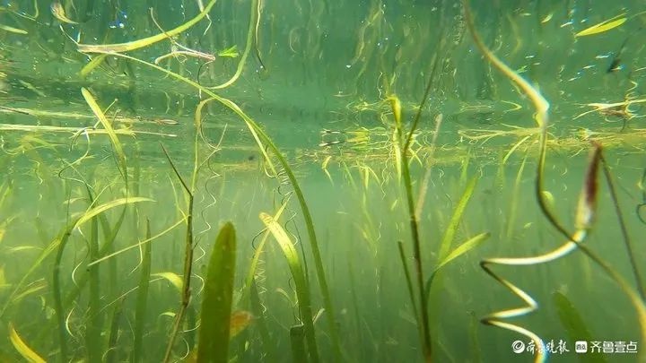 20年治污奇迹！南四湖水质100%优良，微山湖大闸蟹丰收，湖区乡村振兴蓝图成真  第6张