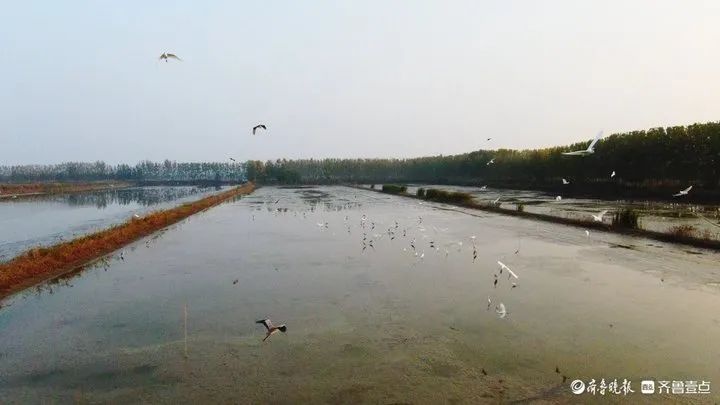 20年治污奇迹！南四湖水质100%优良，微山湖大闸蟹丰收，湖区乡村振兴蓝图成真  第7张