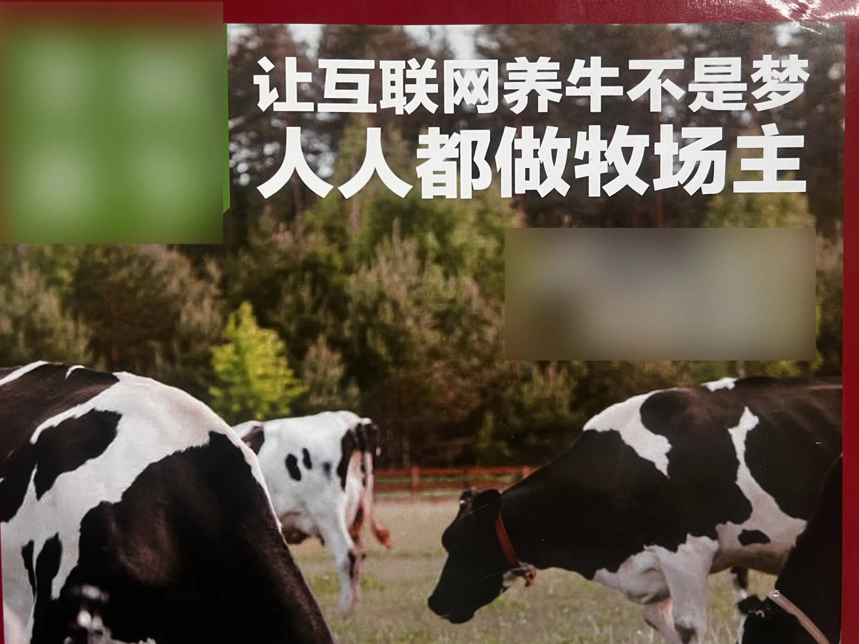 300万投资变6万斤牛肉？揭秘云养牛背后的非法集资骗局  第2张