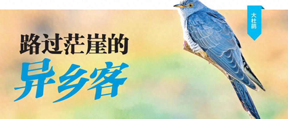 候鸟南迁季，茫崖市尕斯库勒湖湿地成欢乐海洋，鸟类种群激增至近300种
