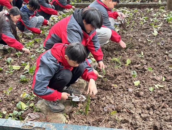 揭秘重庆晏阳初中学的秘密菜园：孩子们亲手种下的希望，你敢相信吗？  第2张