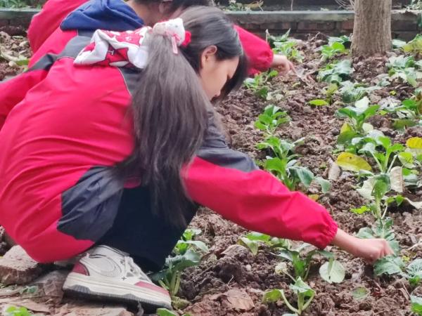 揭秘重庆晏阳初中学的秘密菜园：孩子们亲手种下的希望，你敢相信吗？  第3张