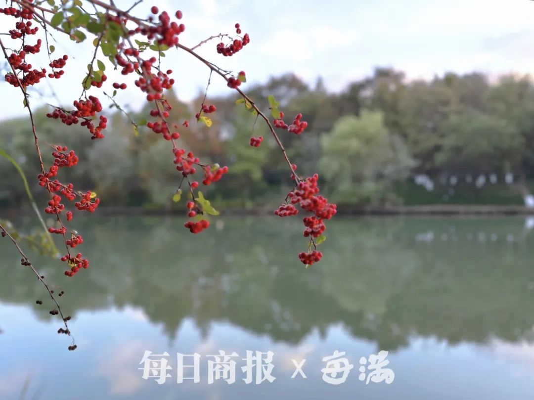 杭州气温再创新低！5.2℃的寒意，你准备好了吗？周末回暖，抓住最后的冷冬机会  第2张