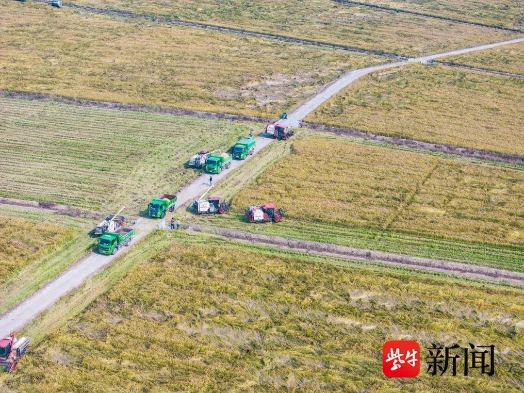 从鱼塘到良田：江苏沿海集团如何在百天内实现百万斤粮食丰收？  第1张