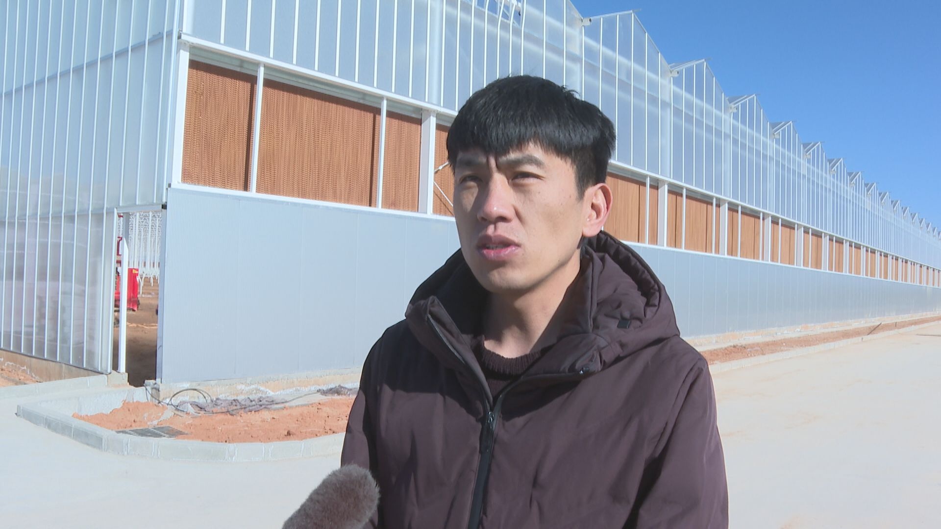 景泰县现代农业新引擎：番茄森林中的现代化奇迹，三个月打造富农强农新未来  第5张