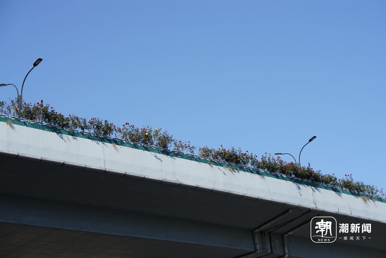 杭州冬日奇迹：高架月季为何依然绽放？揭秘背后的天气秘密  第4张