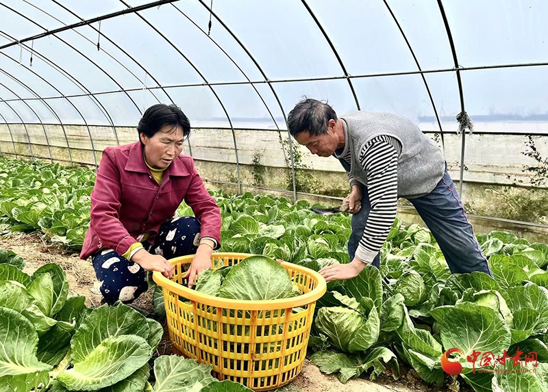 56岁李友善大棚白菜致富路：从工地零工到年入30万，他是如何做到的？  第1张