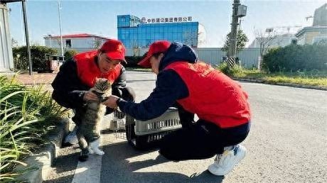 流浪猫的秘密救援：绝育后为何耳朵少一块？志愿者揭秘‘TNR’计划背后的‘爱的标记’  第1张