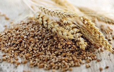 汉代小麦普及之谜：30万匹战马的惊人食量与西汉农业的崛起