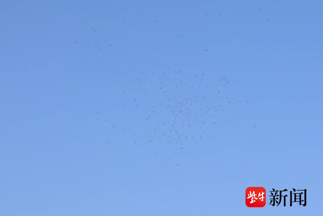 600只东方白鹳惊现南京上空，鹳河鹳柱壮观景象震撼人心  第2张