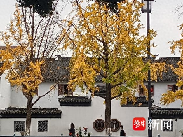 苏州银杏换金装，70个落叶景观区等你来打卡  第1张