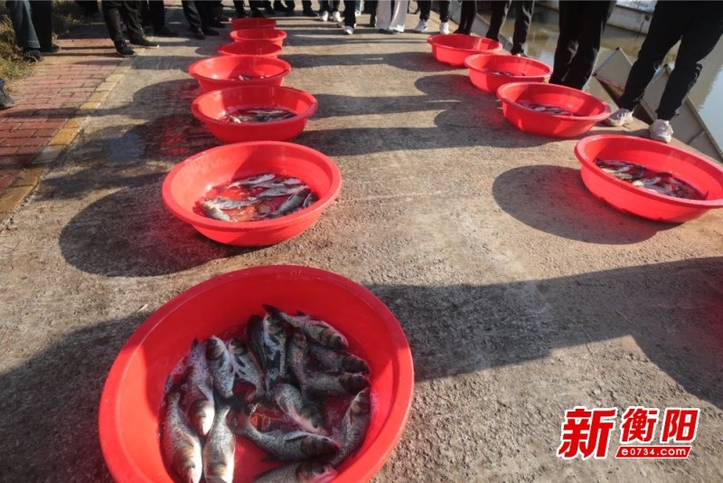 蒸水河畔鱼跃人欢，12年人工增殖放流3260万尾，生态修复成效显著  第2张