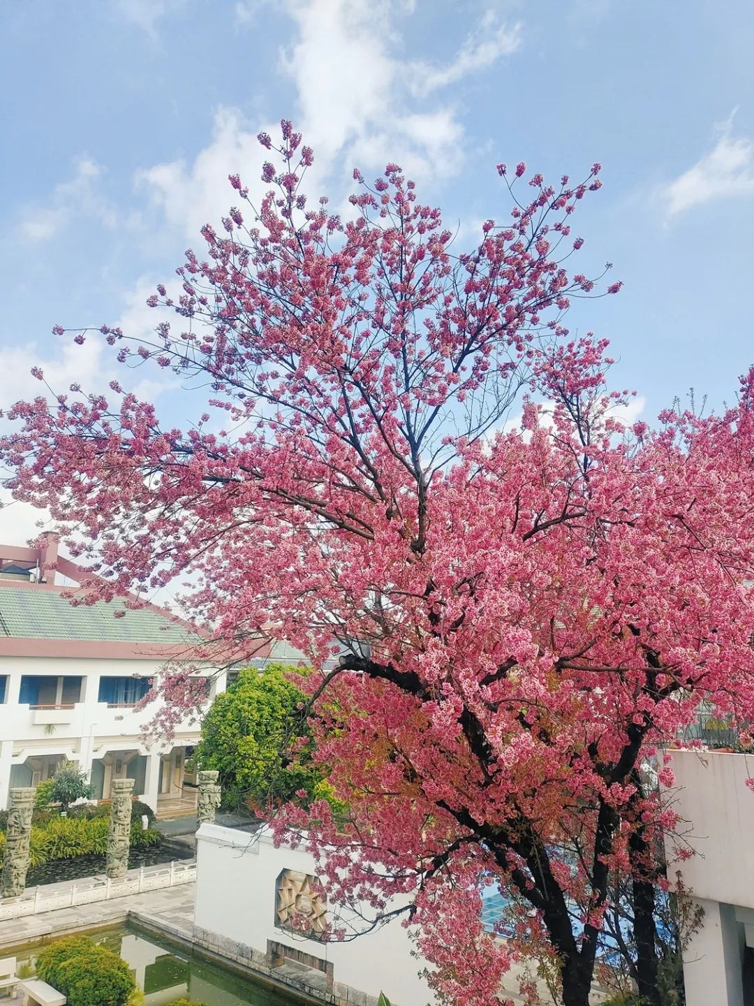 昆明冬樱花绽放，带你打卡冬日里的浪漫花海，感受春天的气息  第2张