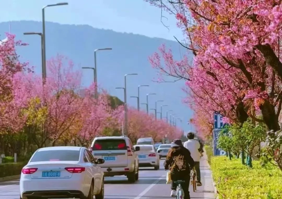 昆明冬樱花绽放，带你打卡冬日里的浪漫花海，感受春天的气息  第11张