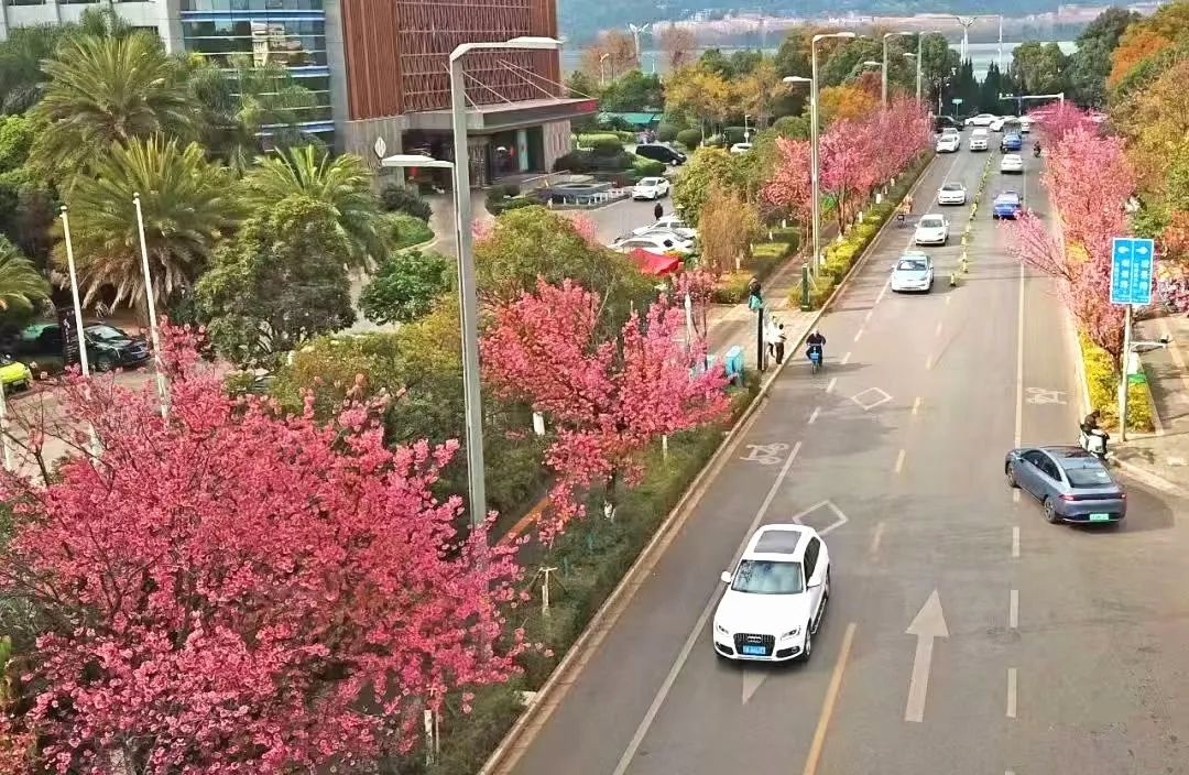 昆明冬樱花绽放，带你打卡冬日里的浪漫花海，感受春天的气息  第12张