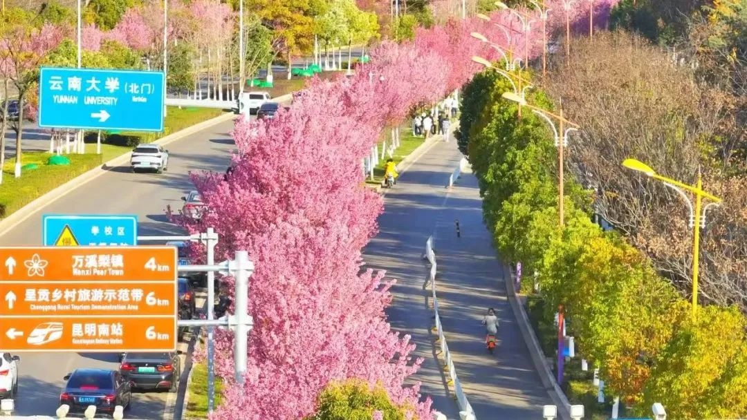 昆明冬樱花绽放，带你打卡冬日里的浪漫花海，感受春天的气息  第14张