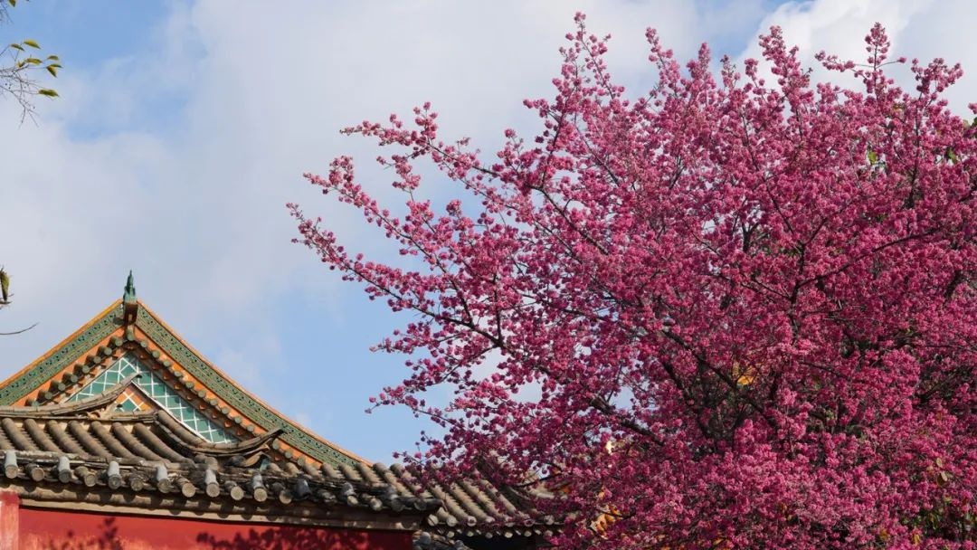 昆明冬樱花绽放，带你打卡冬日里的浪漫花海，感受春天的气息  第4张