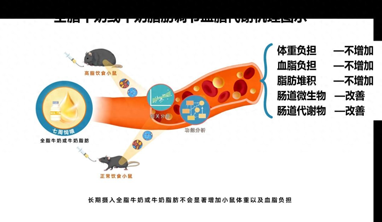 颠覆认知！最新研究揭示：长期饮用全脂牛奶竟不会增加体重与血脂负担