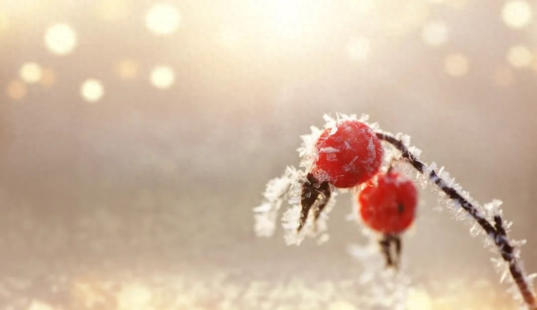 内蒙古冬日天气大揭秘：降雪、大风、沙尘齐上阵，你准备好了吗？  第1张