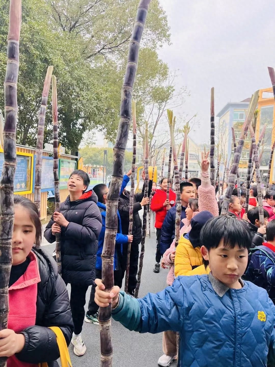 杭州星洲小学新年特别礼物：甘蔗象征吉祥甜蜜，孩子们乐不可支扛回家  第1张