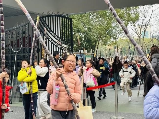 杭州星洲小学新年特别礼物：甘蔗象征吉祥甜蜜，孩子们乐不可支扛回家  第3张