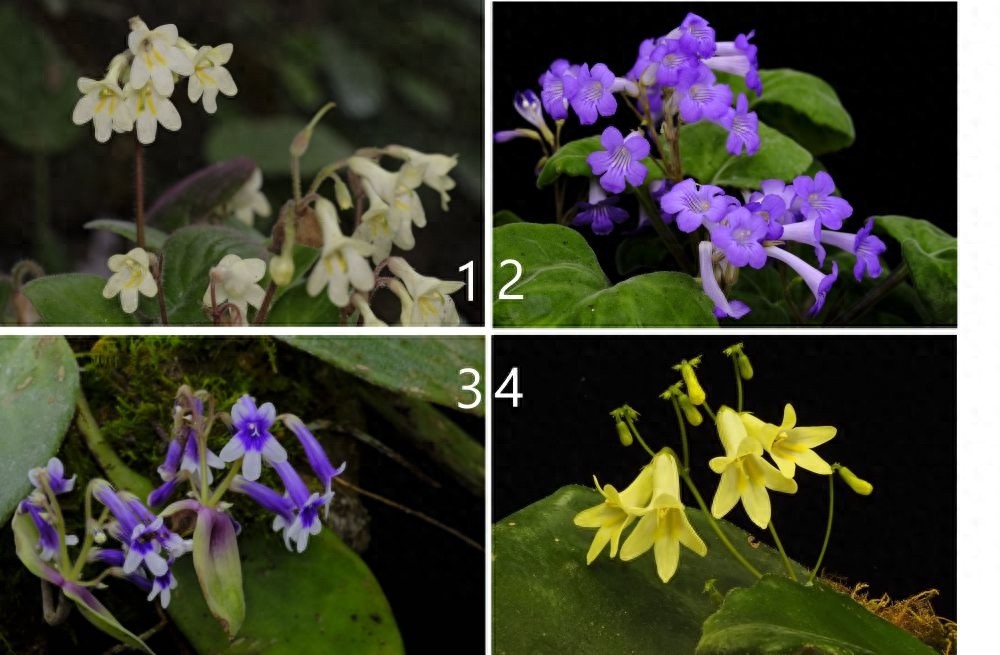 广西喀斯特地区惊现10种极危植物，科学家呼吁紧急保护行动  第1张